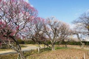 梅の写真