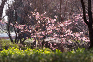桜の写真