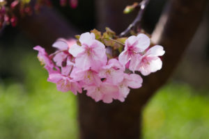 桜の写真