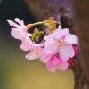 河津桜と椿　福岡市植物園（2020年2月11日）