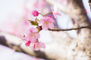 桜の写真