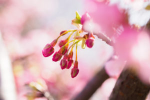 桜の写真