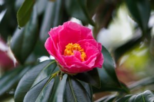 季節の花の写真