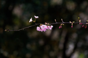 桜の写真
