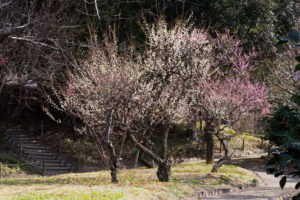 梅の写真