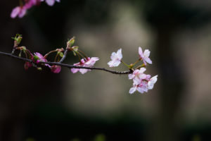 桜の写真