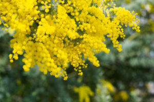 季節の花の写真