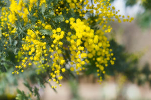 季節の花の写真