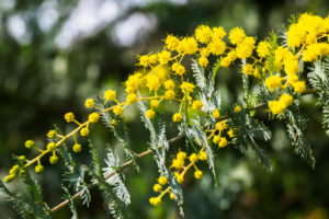 季節の花の写真