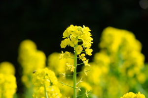 季節の花の写真