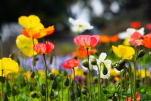 季節の花の写真