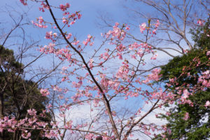 桜の写真