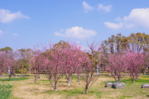 季節の花の写真