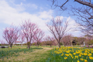 季節の花の写真