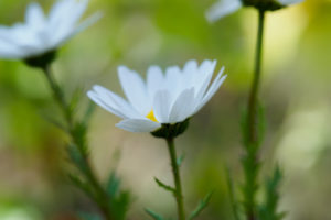 季節の花の写真