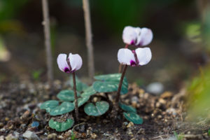 季節の花の写真