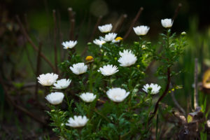 季節の花の写真
