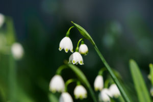 季節の花の写真