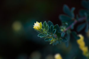 季節の花の写真