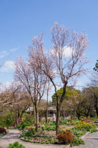 季節の花の写真