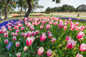 チューリップの写真