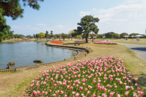 チューリップの写真