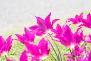 チューリップの写真