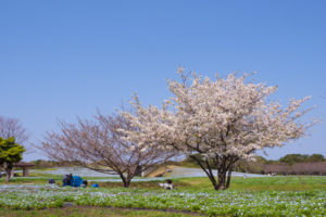 桜の写真