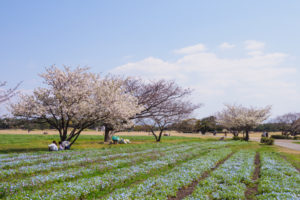 桜の写真