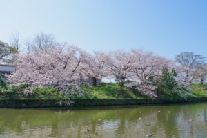 桜の写真