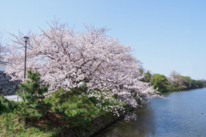 桜の写真