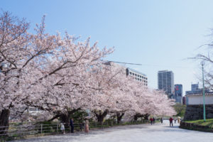 桜の写真