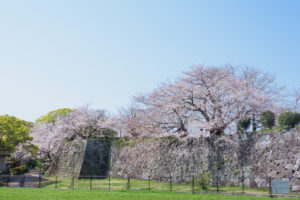 桜の写真