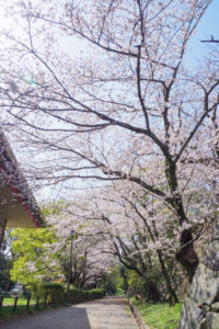 桜の写真