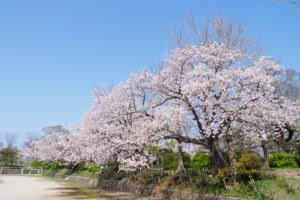 桜の写真