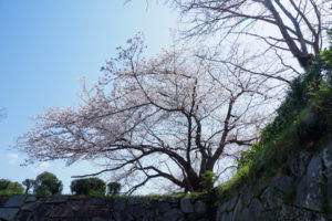 桜の写真