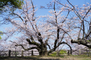 桜の写真