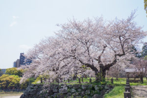桜の写真
