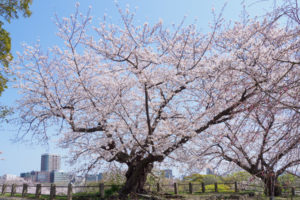 桜の写真