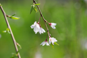 桜の写真