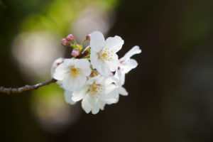 桜の写真