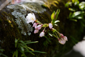 桜の写真