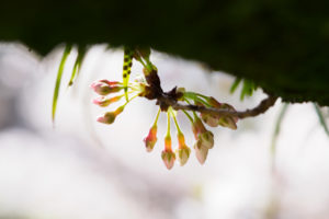 桜の写真