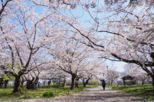 桜の写真
