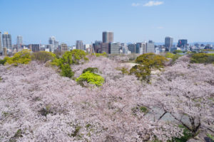 桜の写真