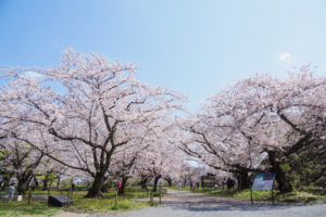 桜の写真