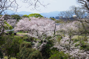 桜の写真