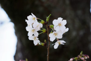 桜の写真