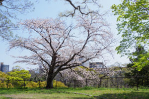 桜の写真