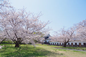 桜の写真
